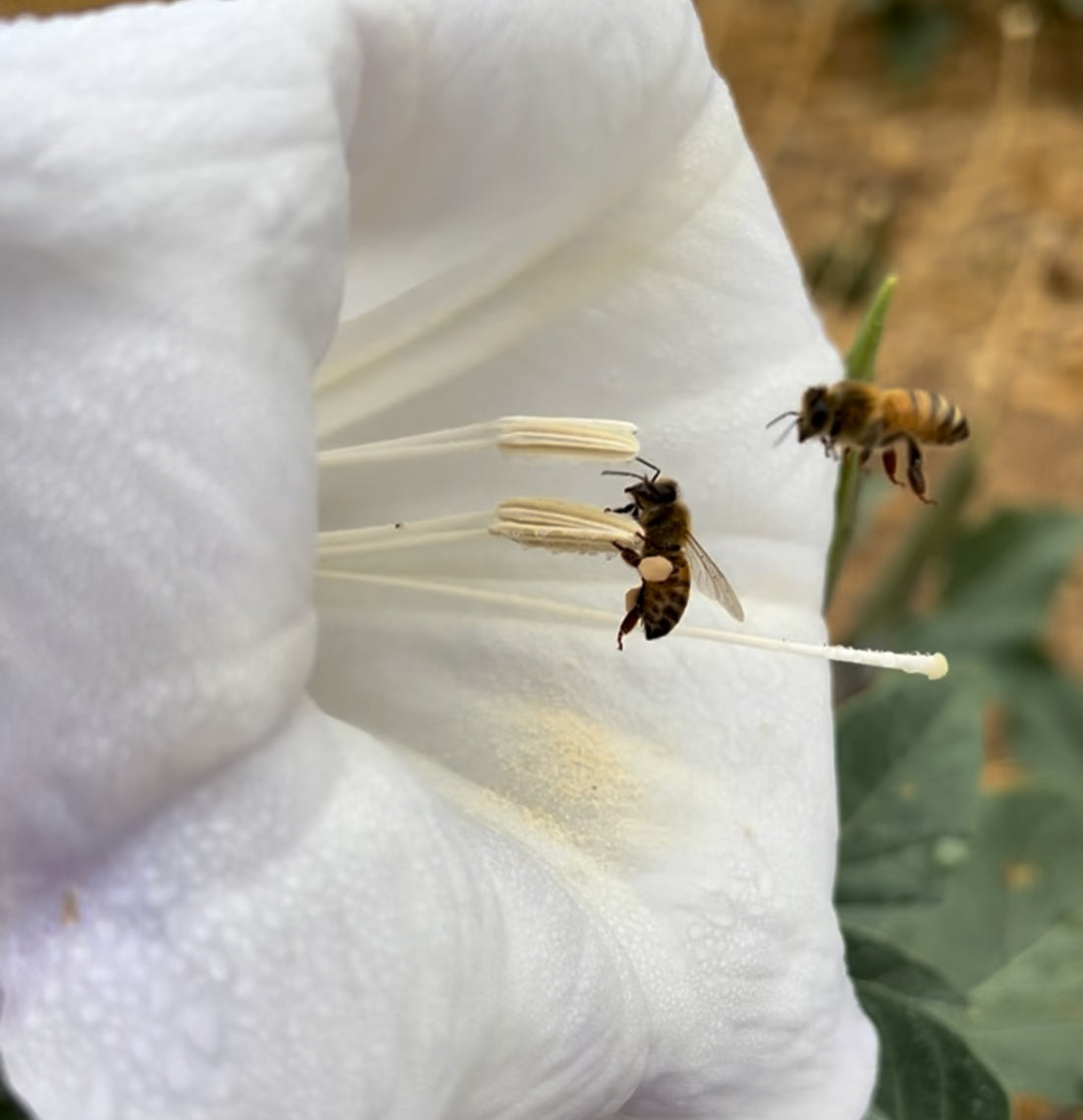 How Bees Support Our Planet: The Role of Bees in Biodiversity