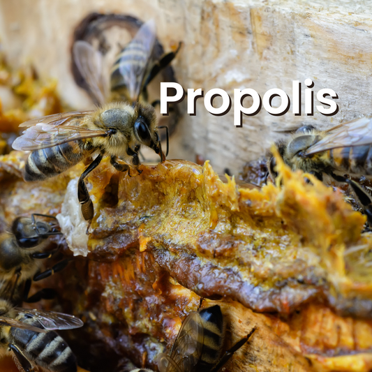 Propolis: The Unsung Hero of the Beehive